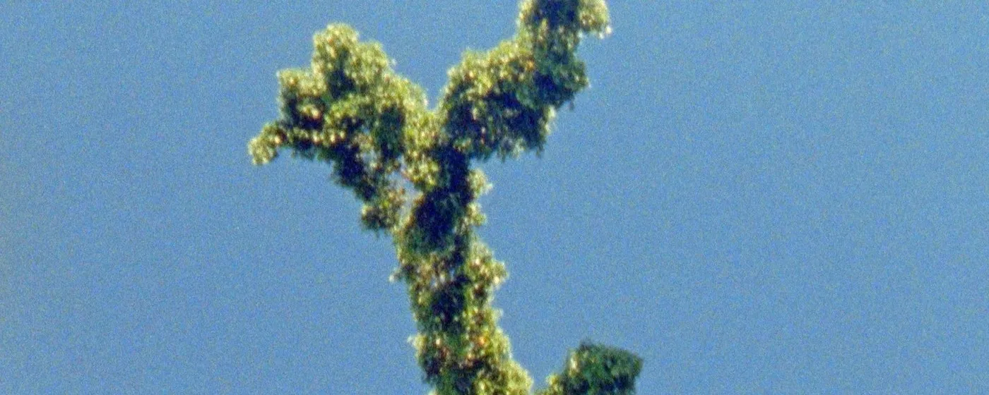 Plants