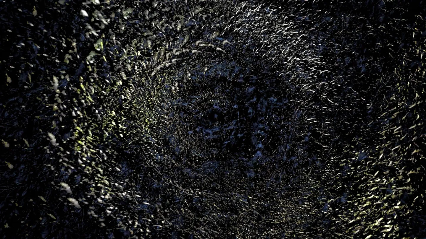 Restinga - Phosphenus (or terminalia-catappa.mp4) by Pedro Pedrosa