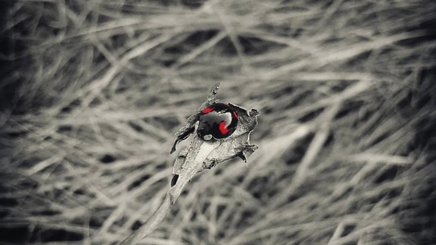 Porya Hatami - Ladybug by Porya Hatami