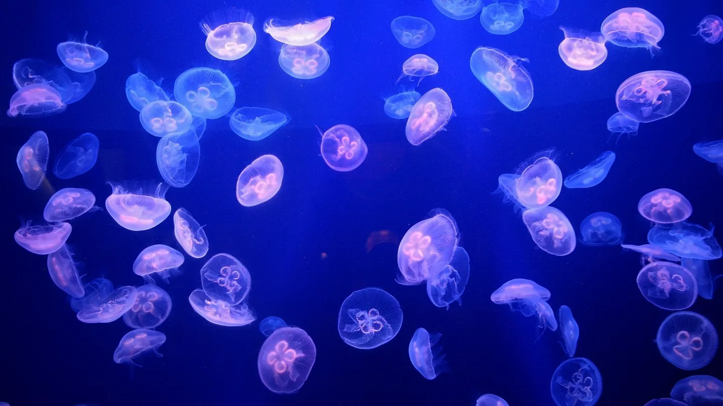 Jellyfish Jam by Vanya Nesterets