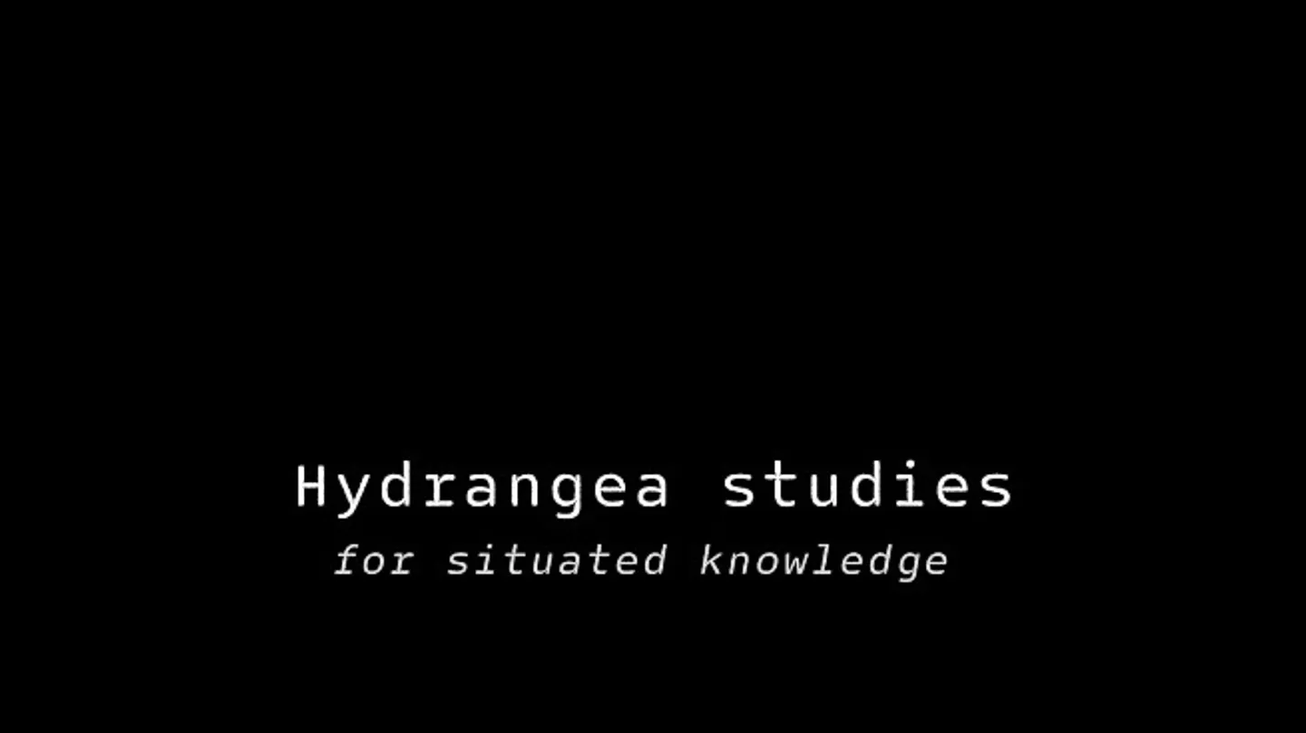 Hydrangea studies for situated knowledge by belsarh