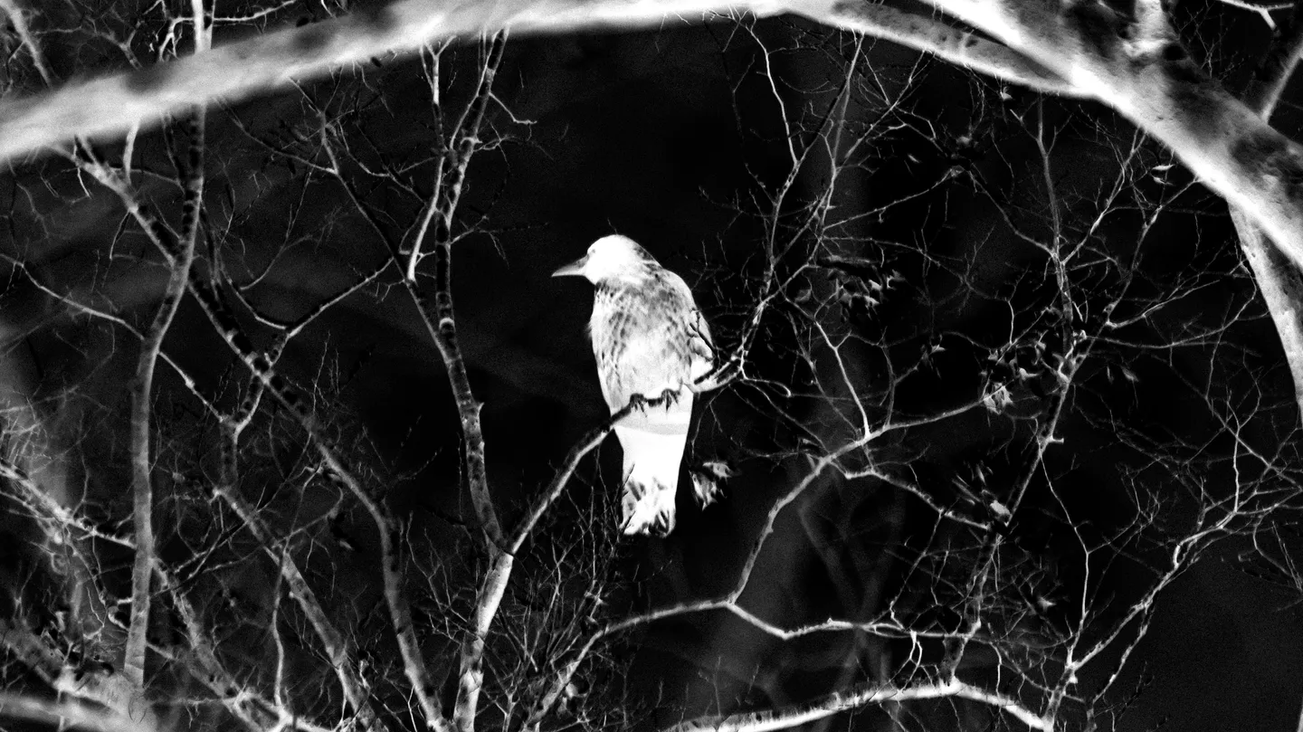Lonesome by NourhanEbra
