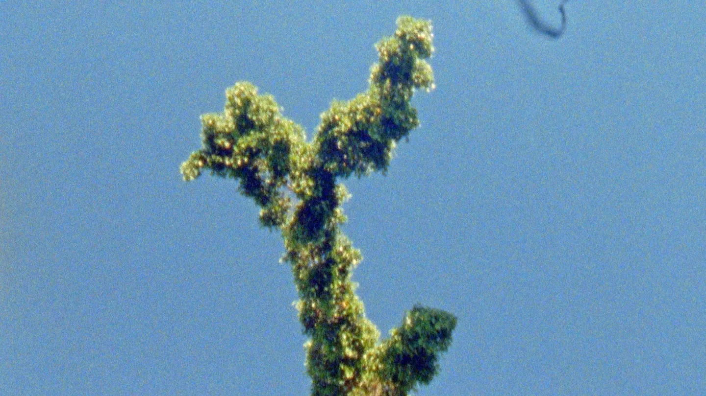 The Secret Garden by Nour Ouayda