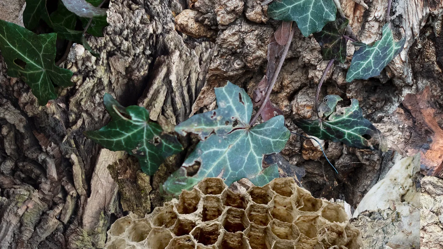 The Great Tree Piece by Claudia Larcher