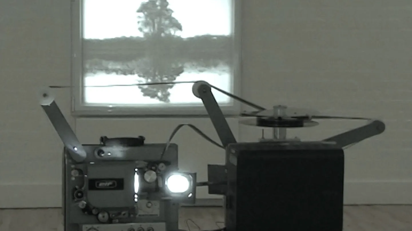 Tree Reflection - interlock version by Guy Sherwin