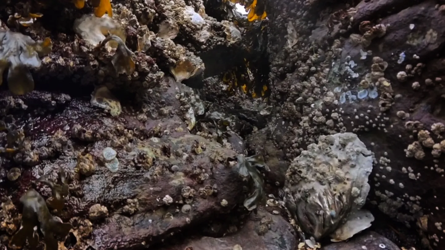 Intertidal Cantos by Sylvia Grace
