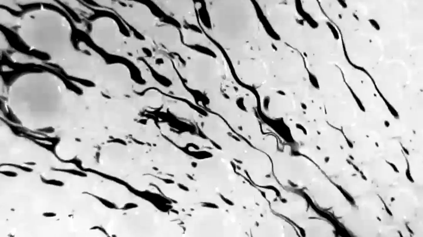 Globule by Riley Linnell