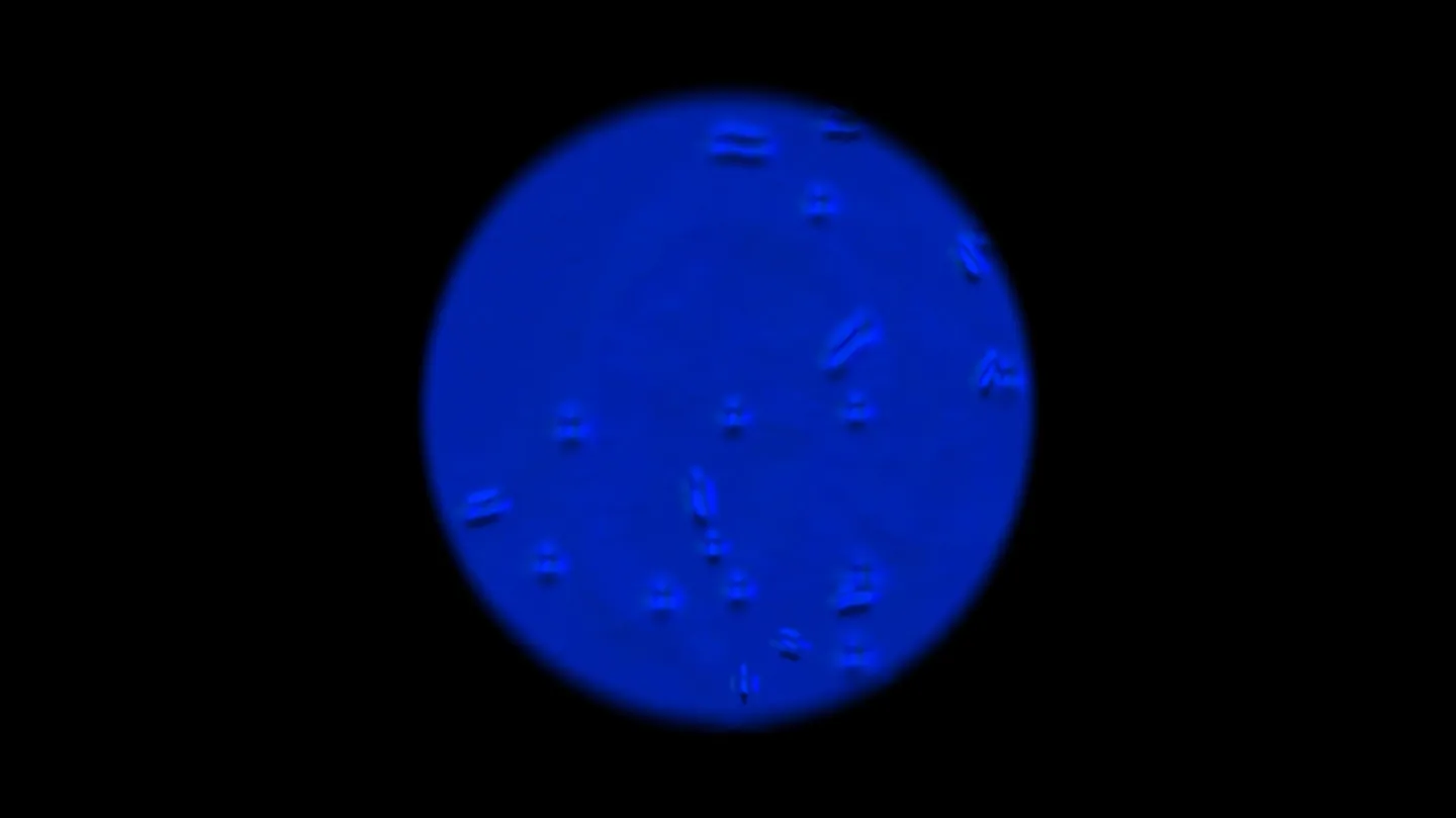 I'll stay on Uranus by Alejandra Montoya