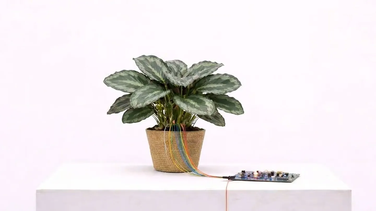 Phytophonia_ Translating the Unspoken by Rati Baramadze