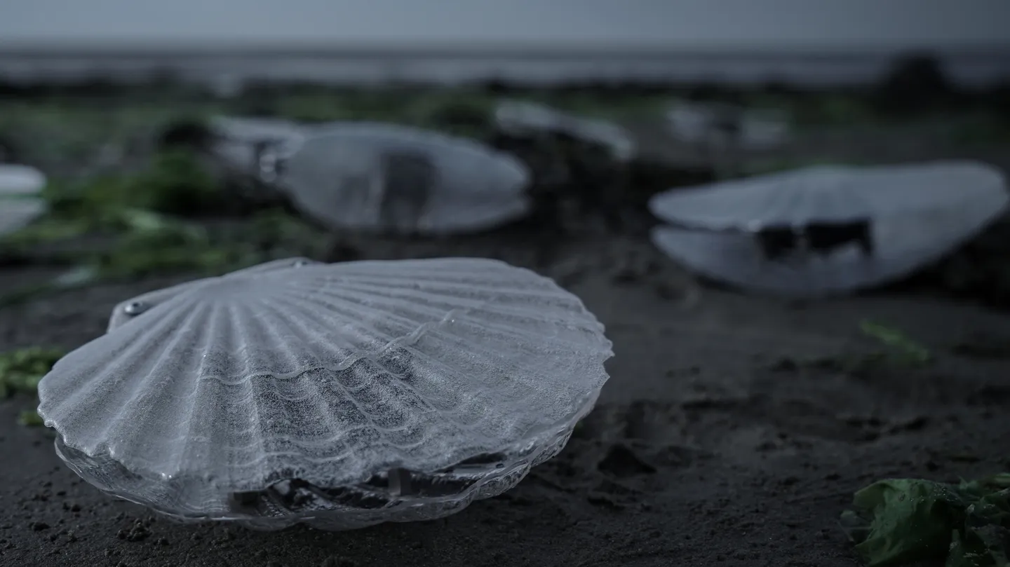 CLAMS by Marco Barotti