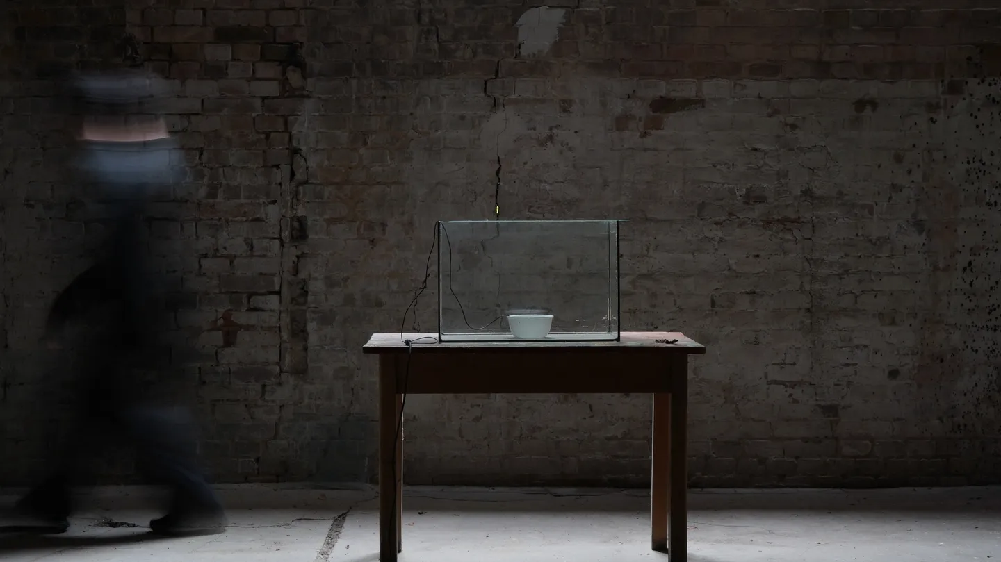 The Caul by Shinji Wakasa