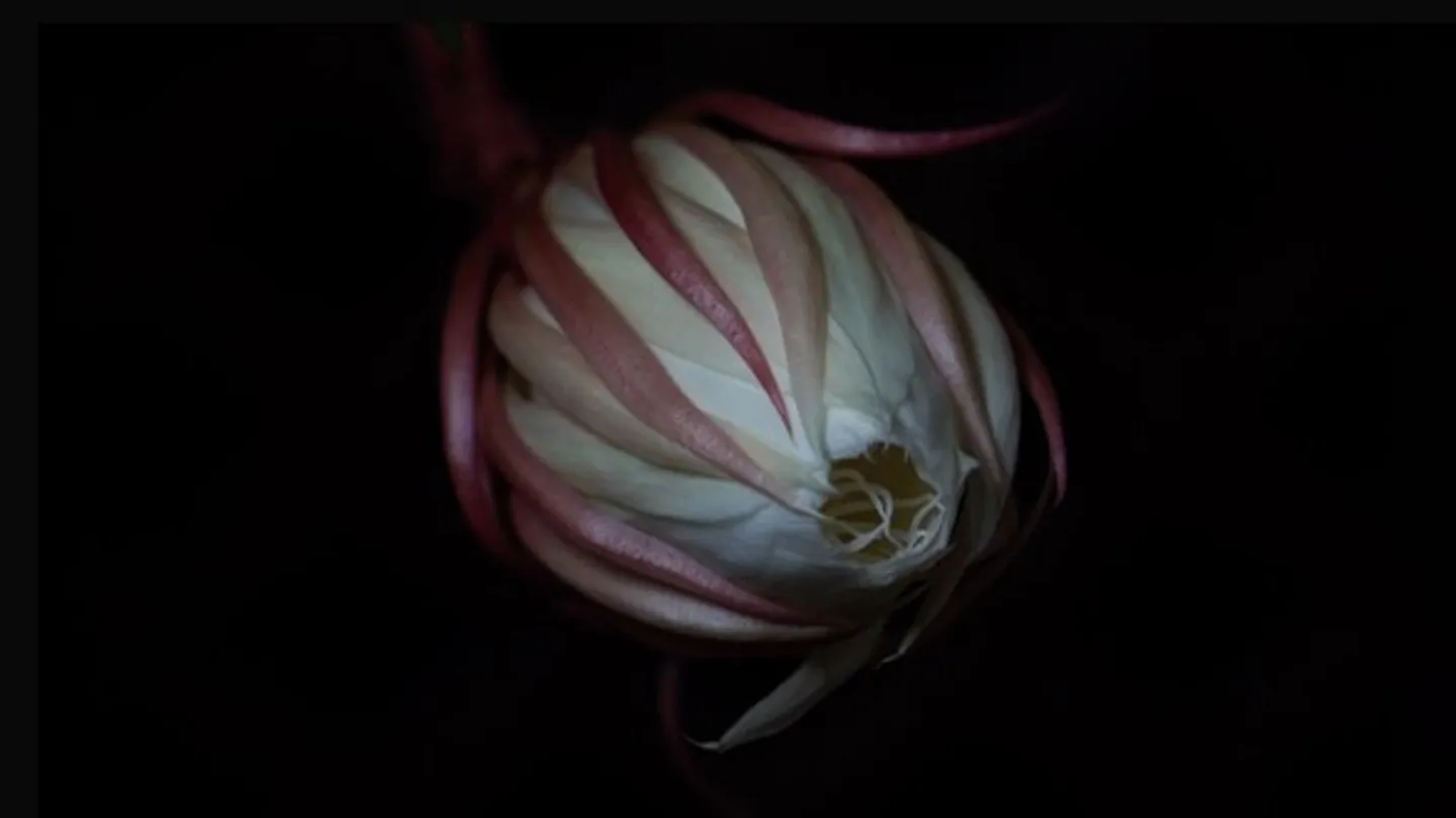 昙花四章 Epiphyllum Chapter 1-4/2 by YUE LIANG