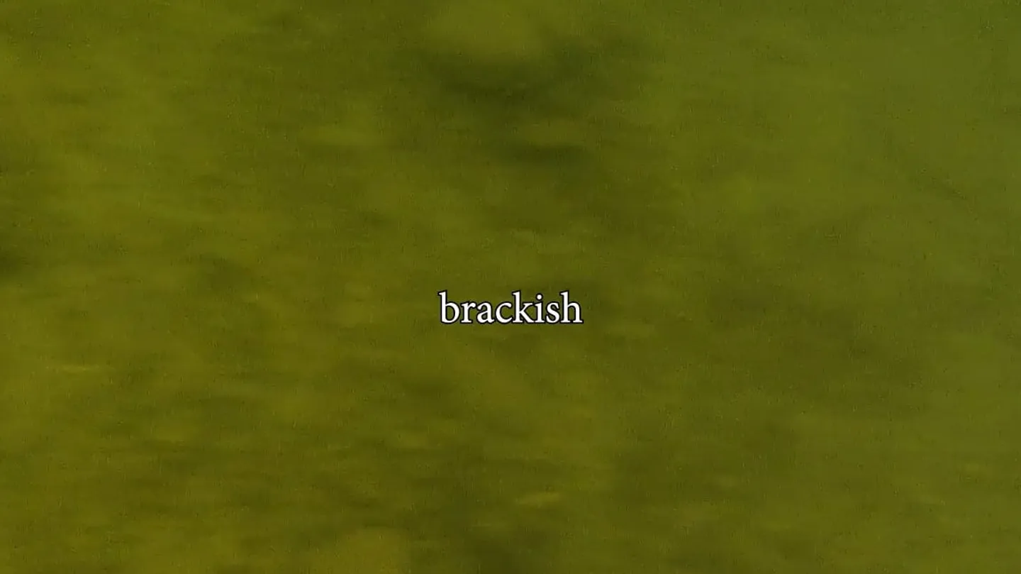 brackish by Vincent
