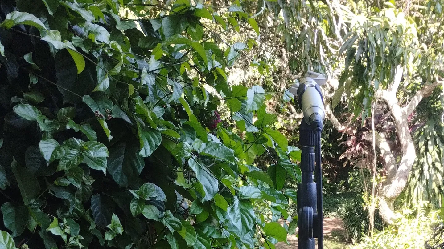 birds and toucans by Veronica Cerrotta