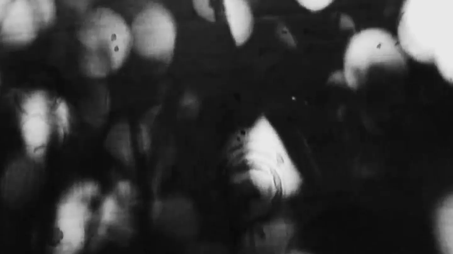 From My Shadow Collection by Duncan Reekie