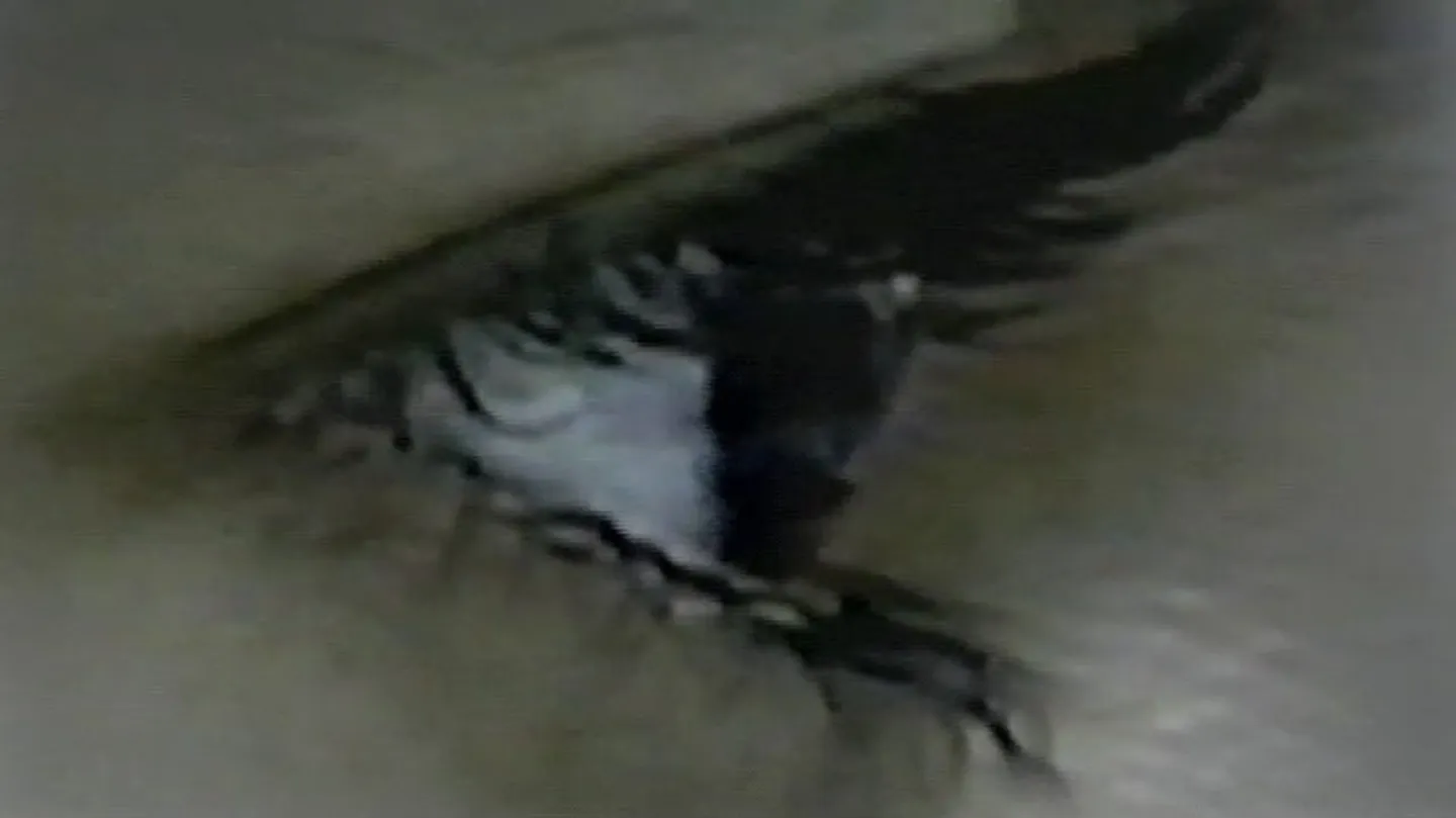 Intermittence by Glenda León