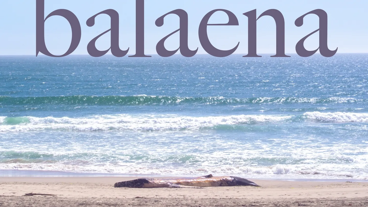 balaena by Alessia Lupo Cecchet