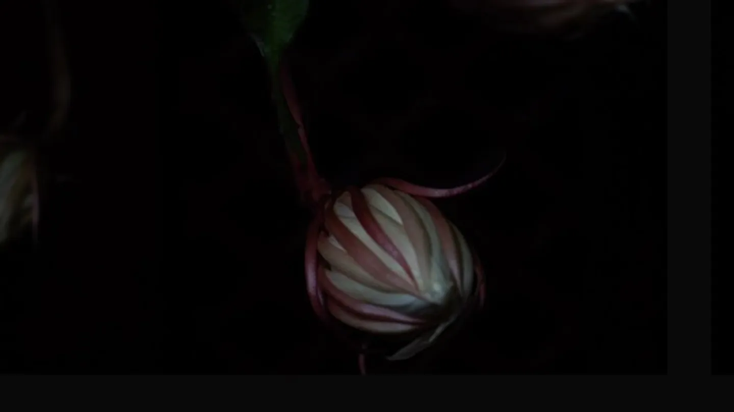 昙花四章 Epiphyllum Chapter 1-4/1 by YUE LIANG