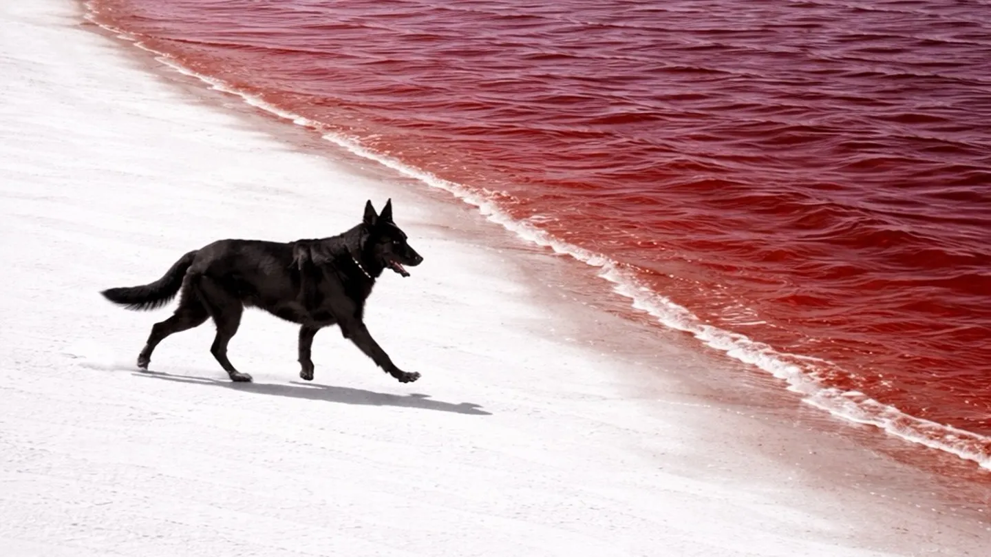Dogway by Levan Amashukeli