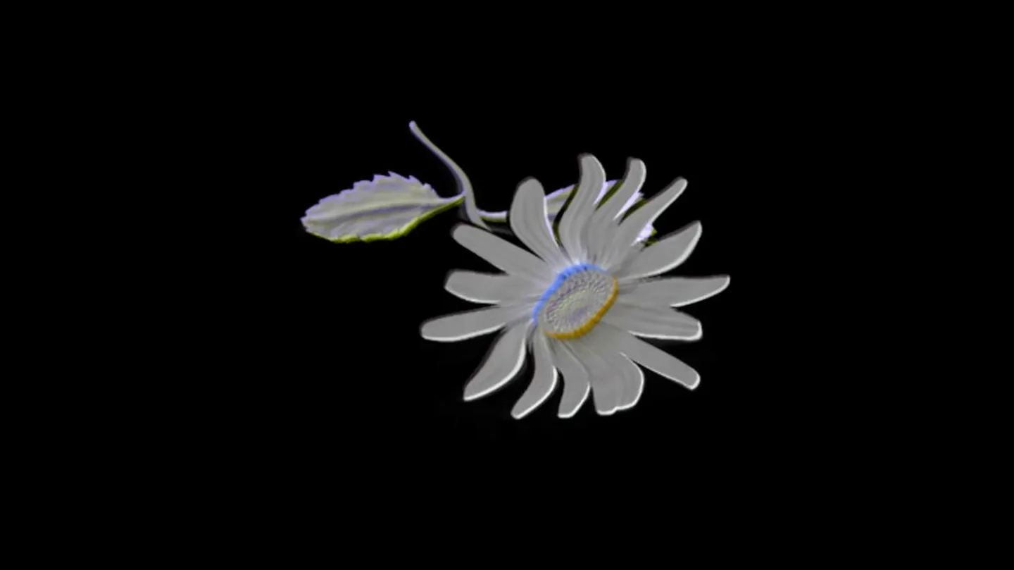 A Liquor Of Daisies by Lisa Lerkenfeldt
