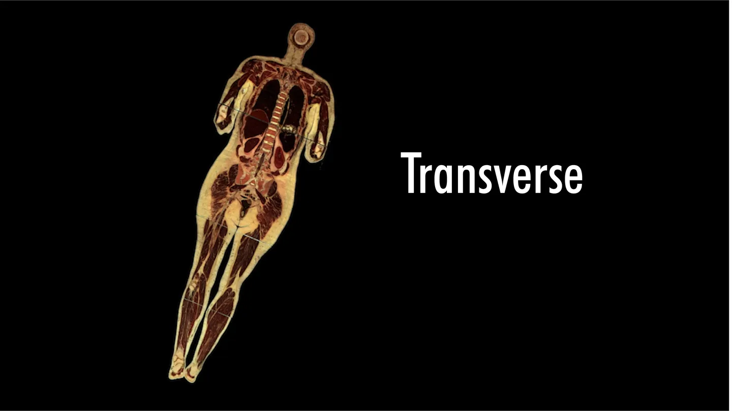 Transverse by Enric Socias