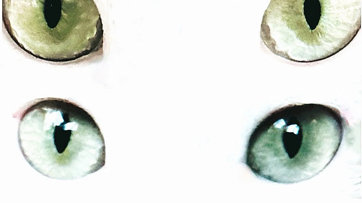 cat eye by shiv_vangii