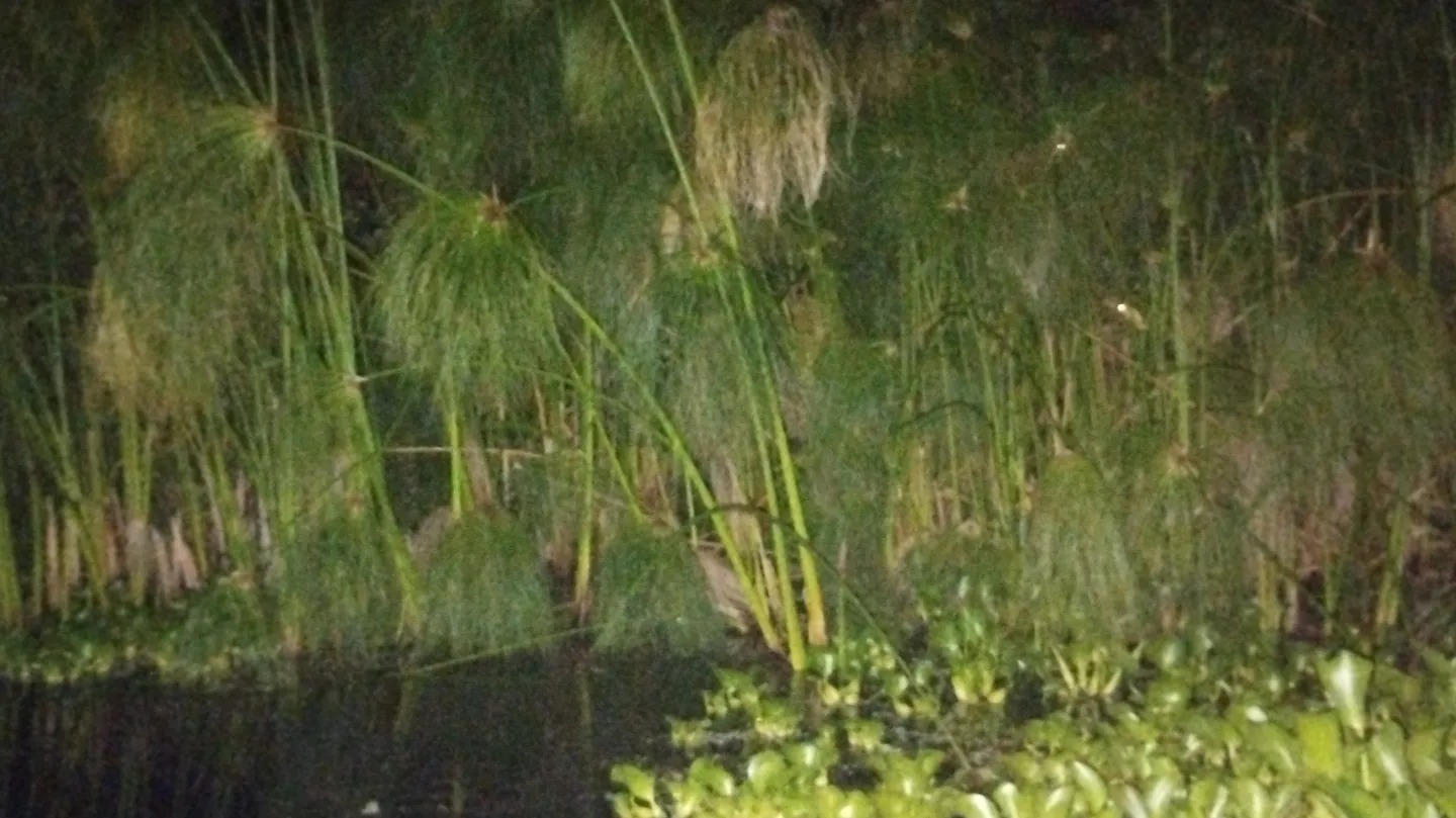 Summer nigth with frogs by Veronica Cerrotta