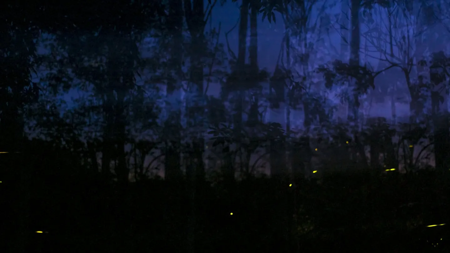 En(canto) Nocturno-Nocturnal Enchantmen by Veronica Cerrotta