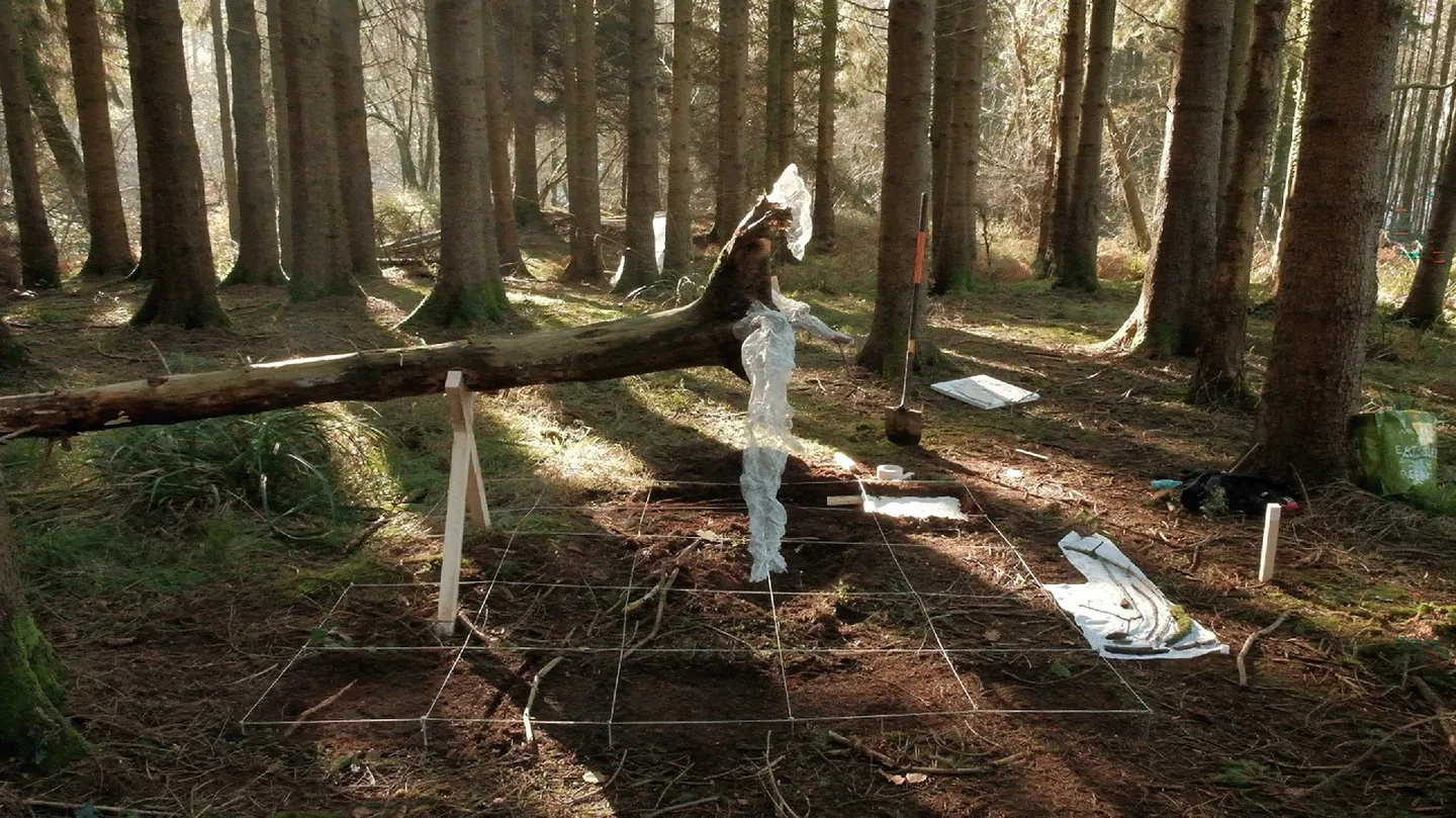 FOREST_ARCHIVE by Anastasia Solodov