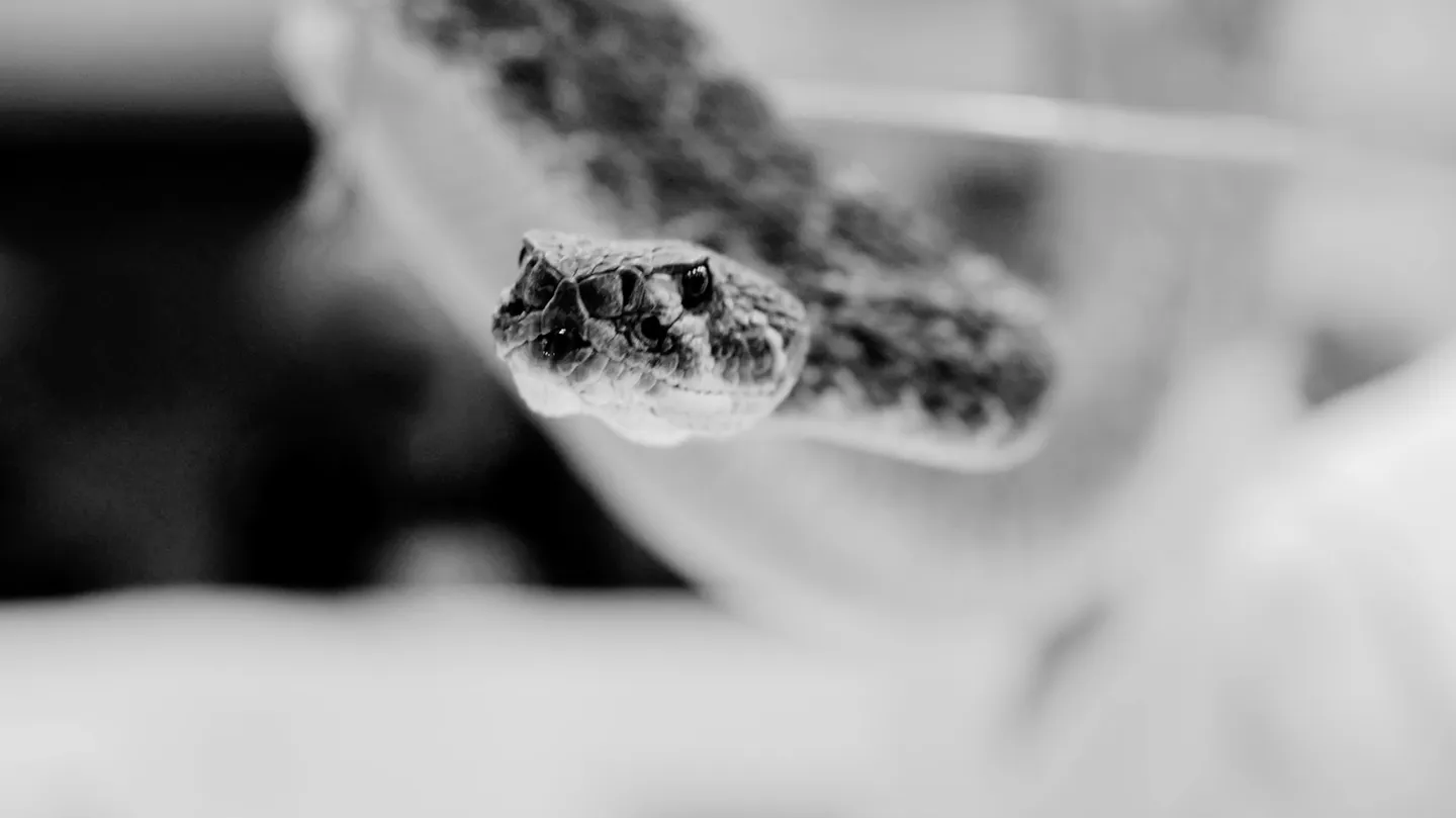 Deadly Charm of Snakes by Angelika Markul