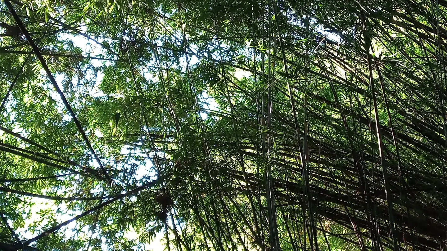 Bees, birds, and distant cows by Veronica Cerrotta