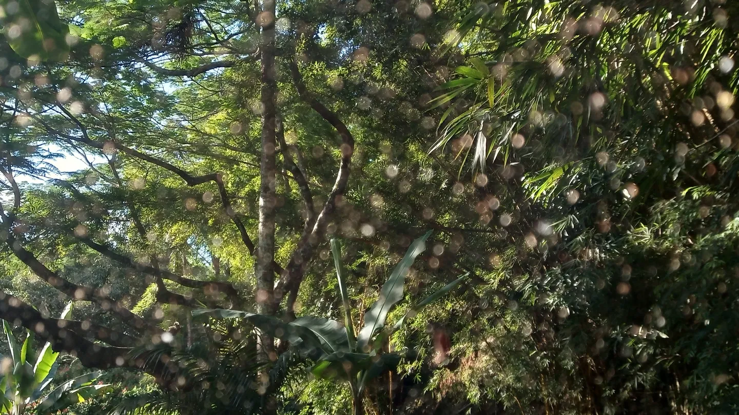 Morning summer with cicadas by Veronica Cerrotta