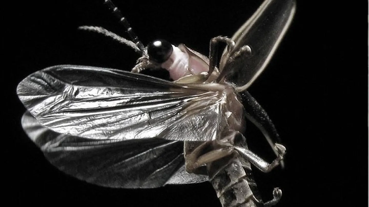 Porya Hatami - Firefly by Porya Hatami