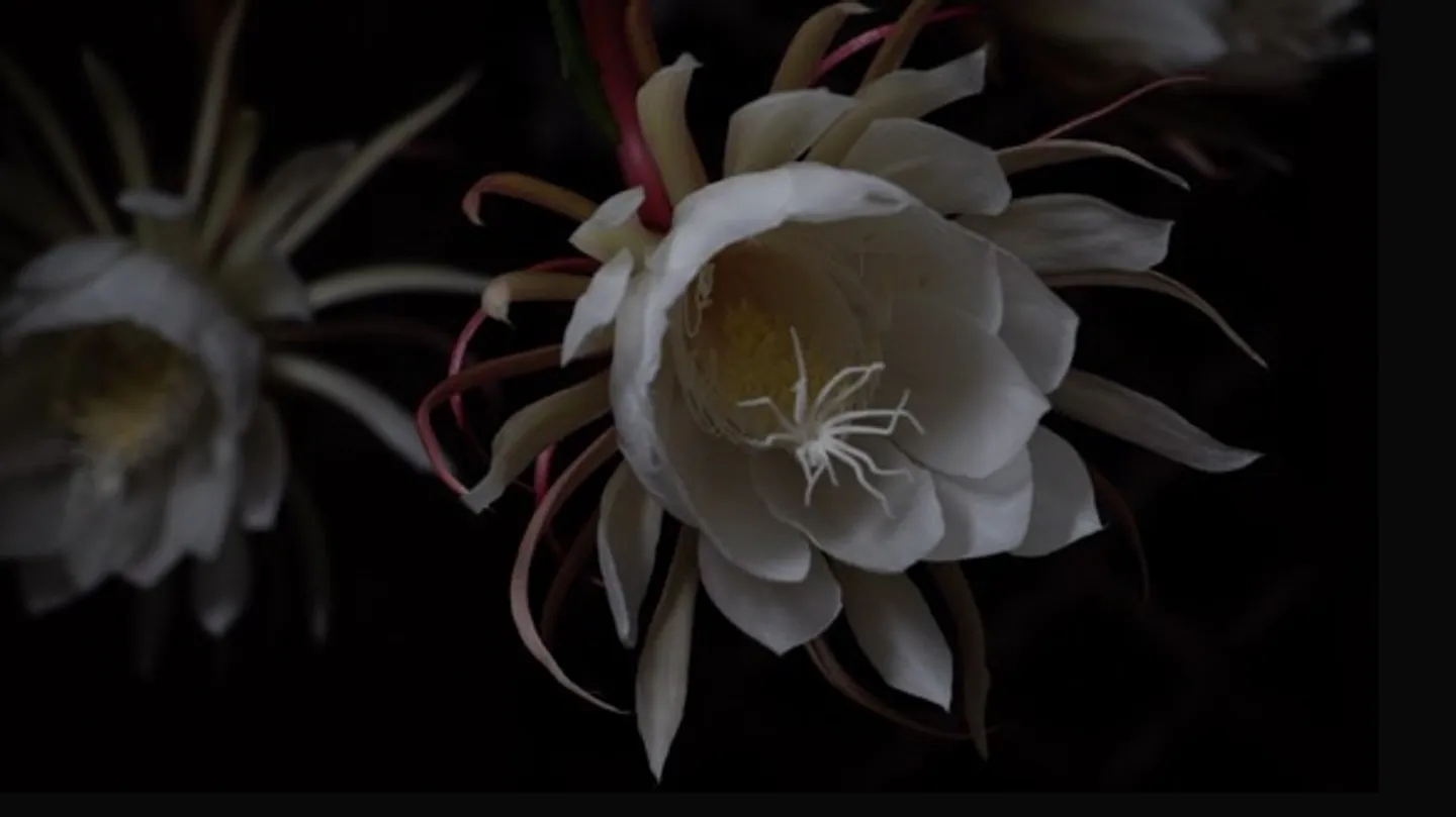 昙花四章Epiphyllum Chapter 1-4/4 by YUE LIANG