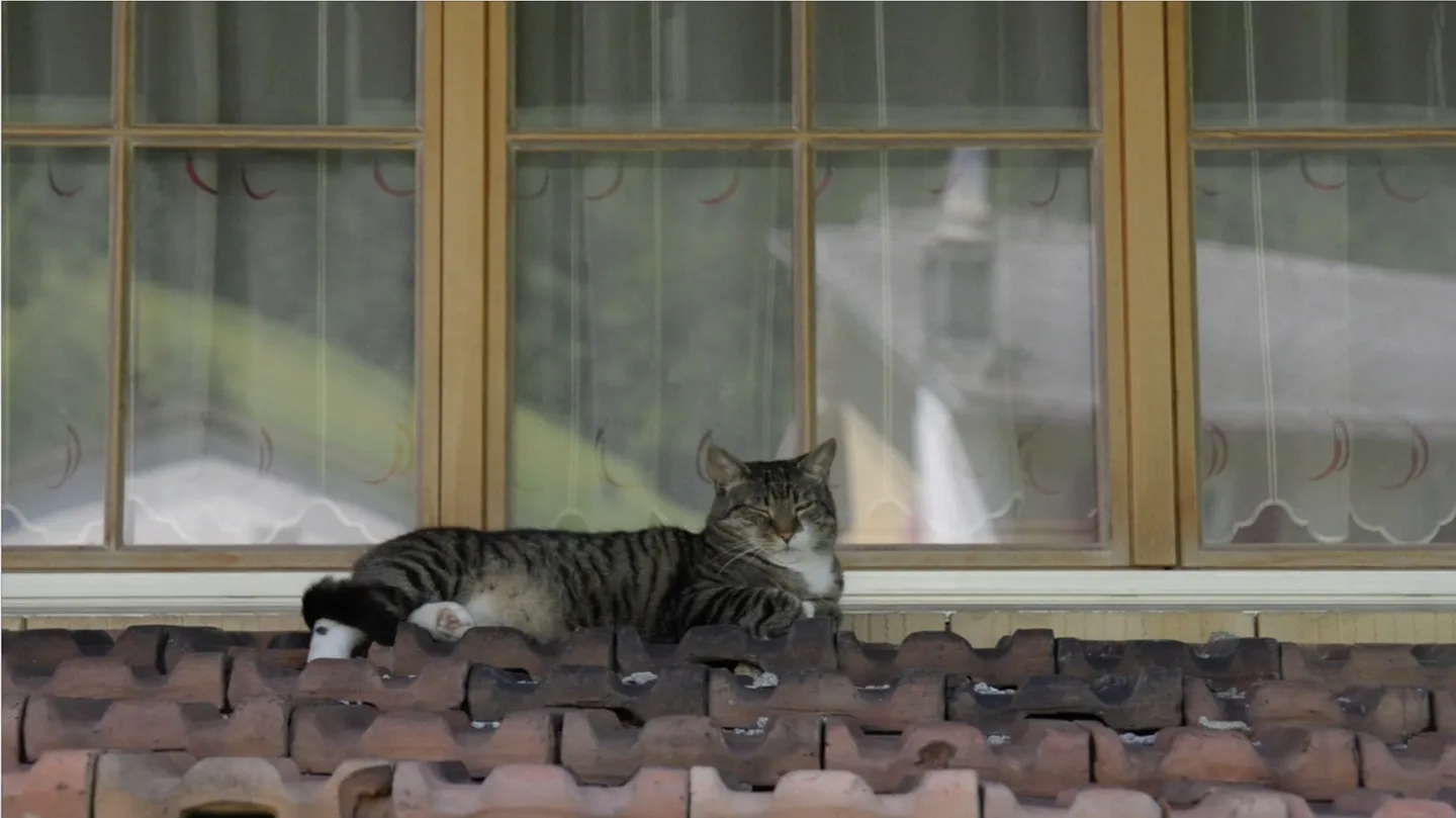 Video No.20150531 (The Cat in front of Glarus) by YUE LIANG
