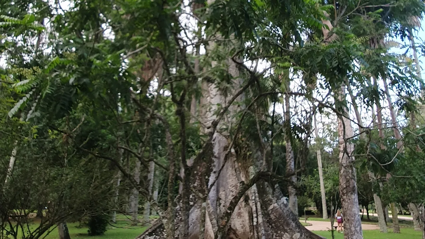 BAMBOO DECODING by Marcos Saboya