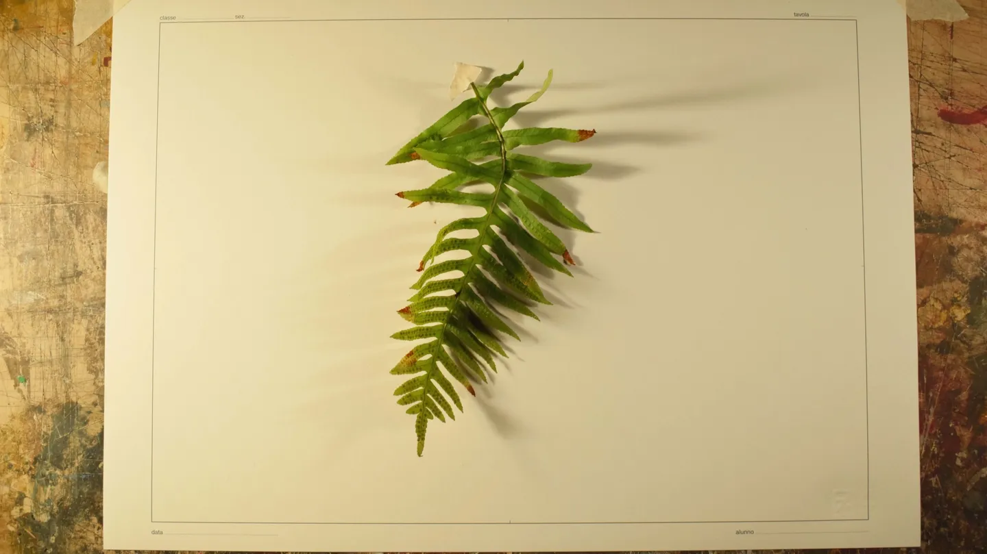 Six New Leaf Strategoes by Neil Luck