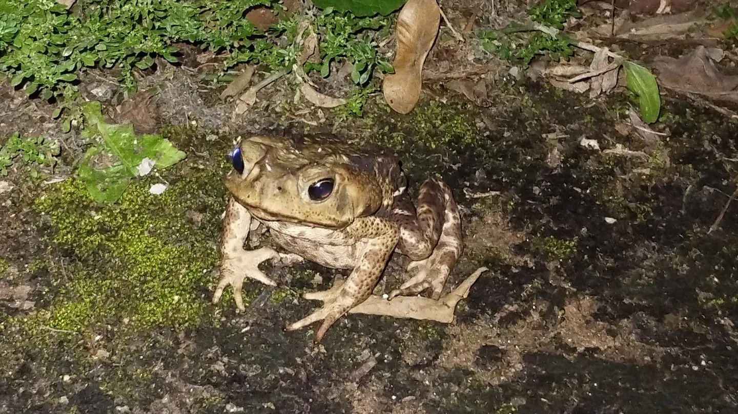 La Rana (Female frog) by Veronica Cerrotta