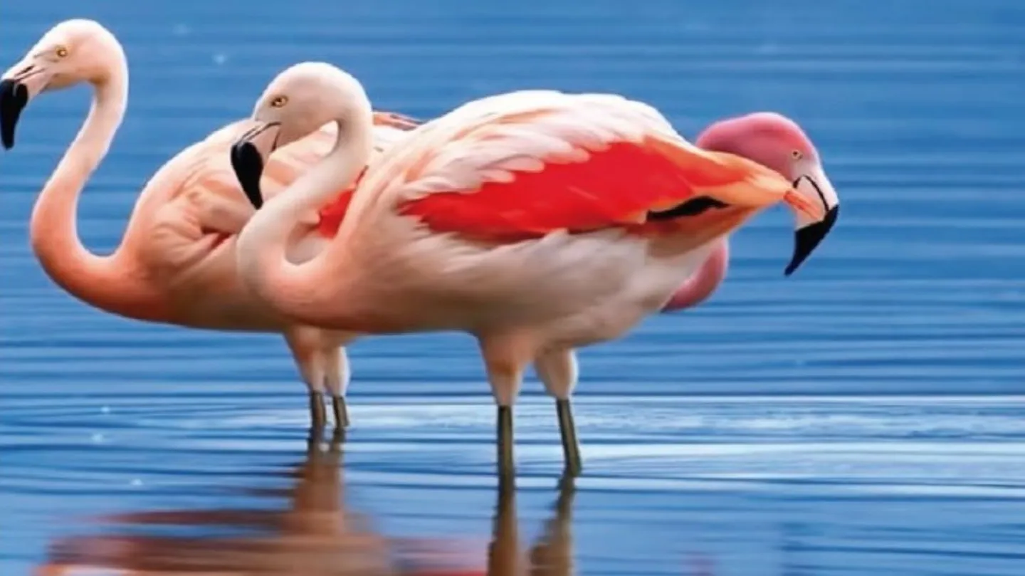 Flamingo by Cora Hors