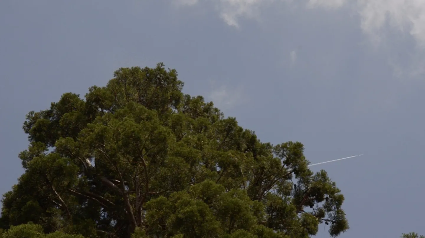 Video No.20150527(Spores on the Tree) by YUE LIANG