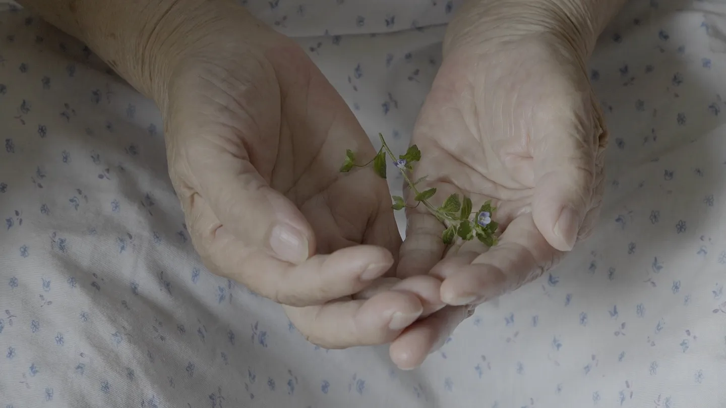 Veronica persica by Han Qian