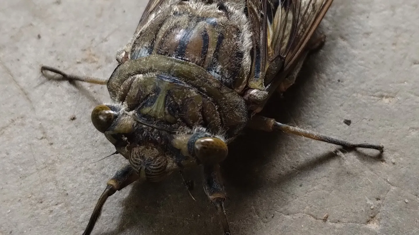 Cicadas by Veronica Cerrotta