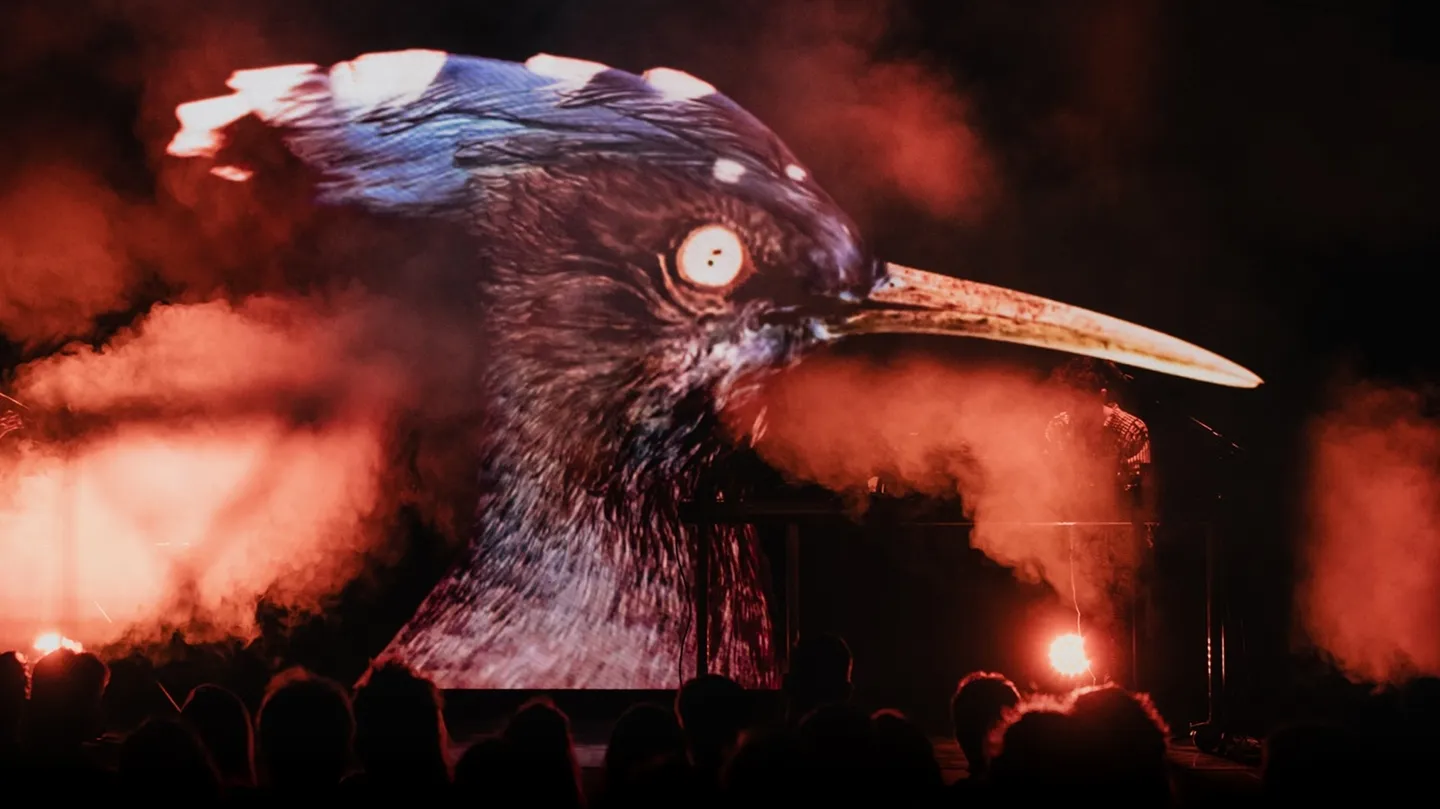 Birds signals for earthly surival by Malo Lacroix