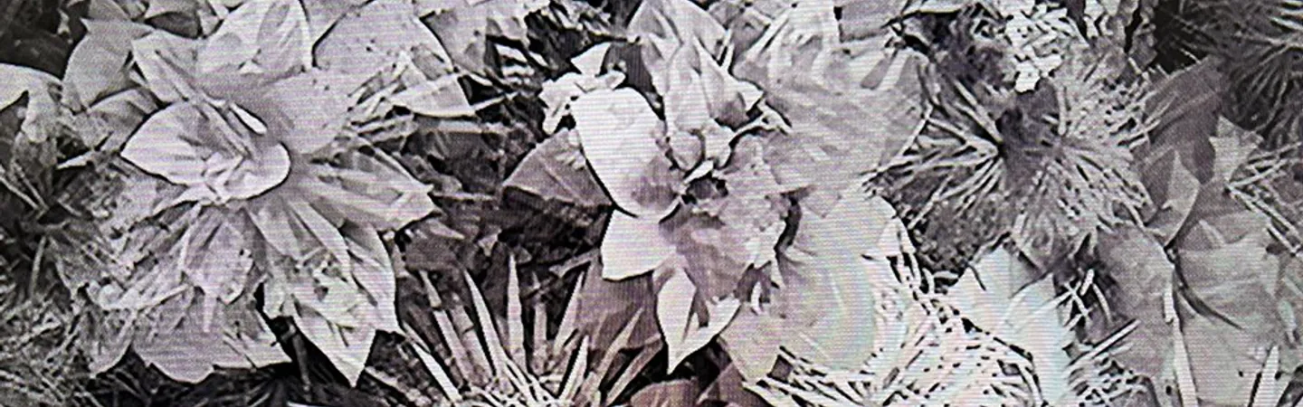 Davide  Maria Coltro